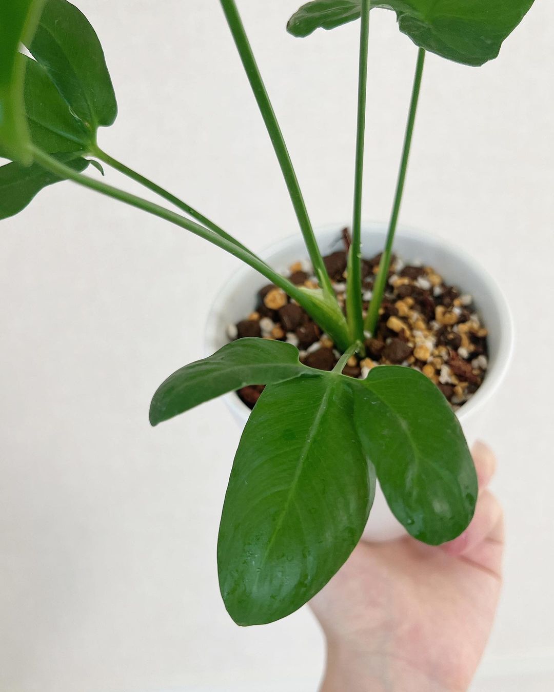 Philodendron Goeldii Care And Growing Guide 