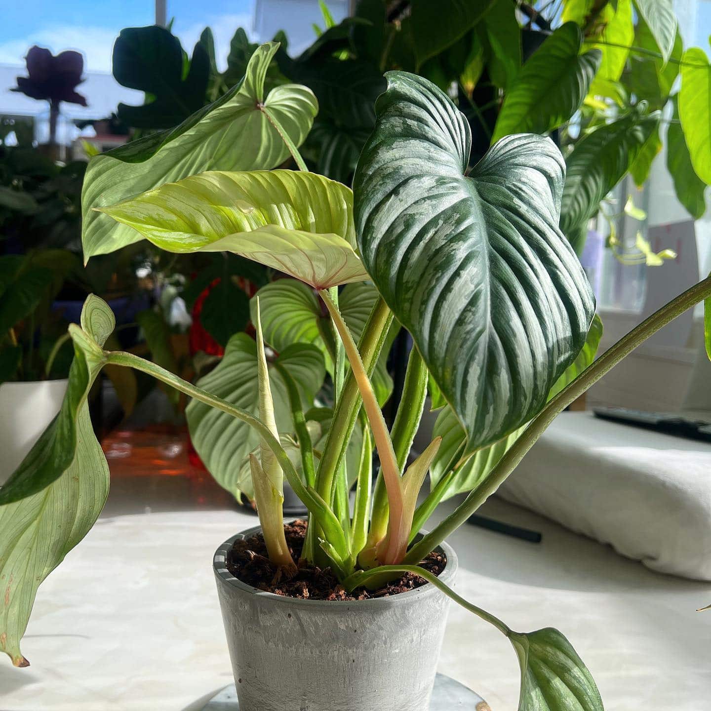 Philodendron Mamei Care And Growing Tips Plantcarefully