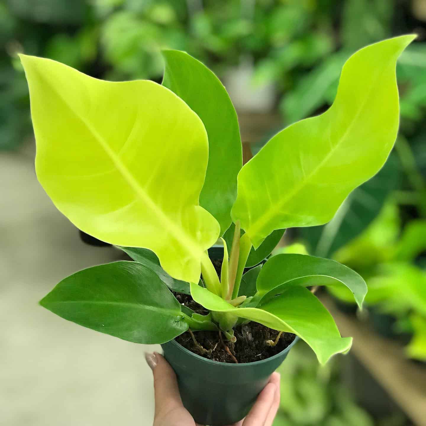 Philodendron Moonlight Care and Growing Guide | Plantcarefully