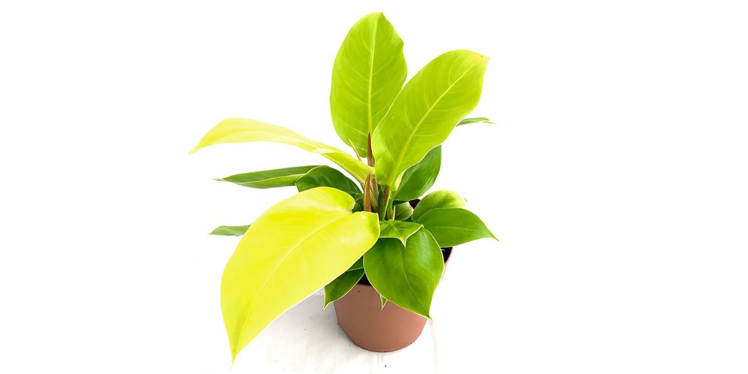 Philodendron Moonlight Care and Growing Guide | Plantcarefully