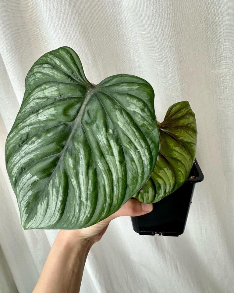 Philodendron Plowmanii: Care and Growing Tips! | Plantcarefully