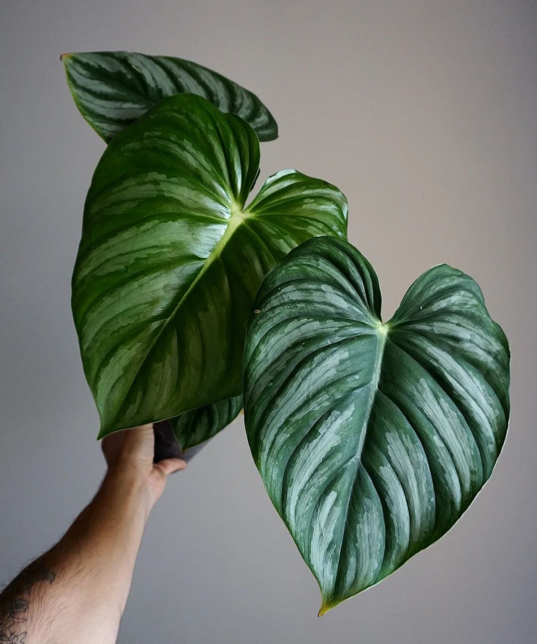 Philodendron Plowmanii: Care and Growing Tips! | Plantcarefully