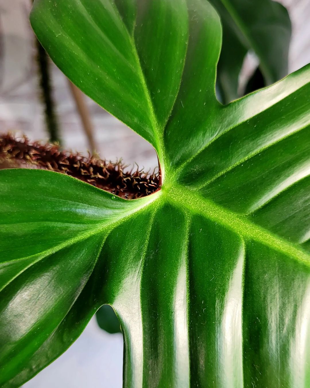 Philodendron Squamiferum Care + Growing Guide | Plantcarefully