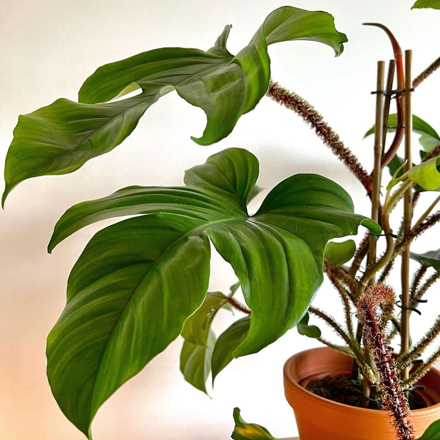 Philodendron Squamiferum Care + Growing Guide | Plantcarefully