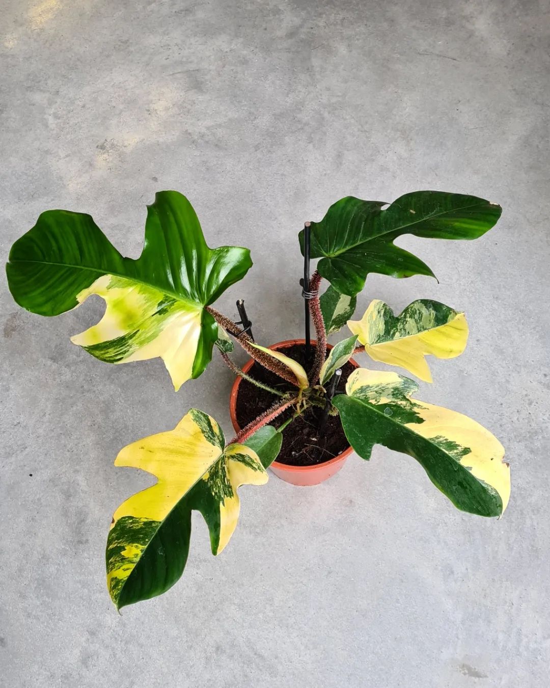 Philodendron Squamiferum Care + Growing Guide | Plantcarefully