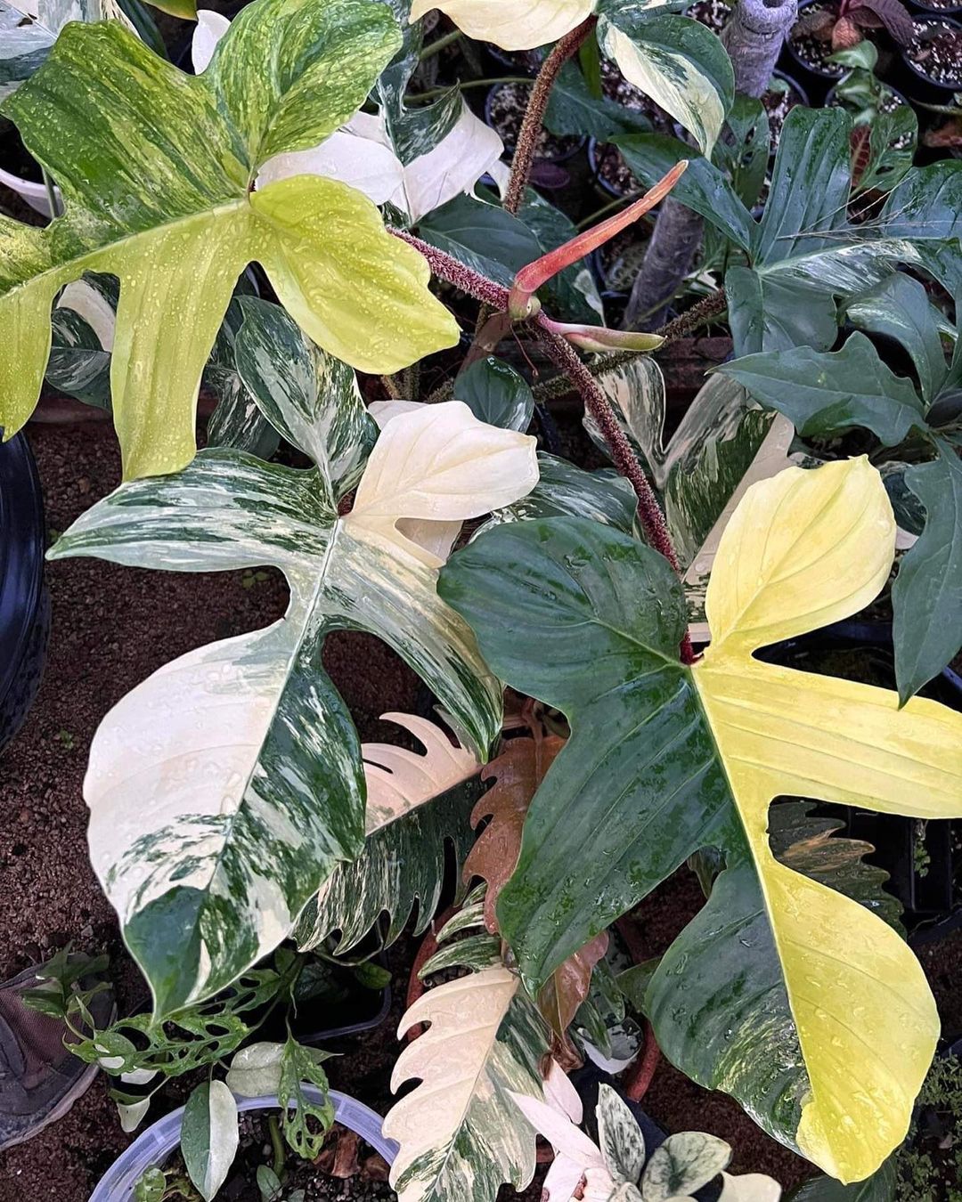 Philodendron Squamiferum Care + Growing Guide | Plantcarefully