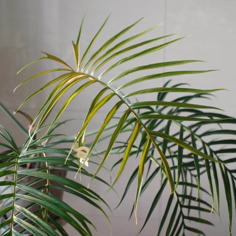 Philodendron Tortum Care and Growing Guide | Plantcarefully