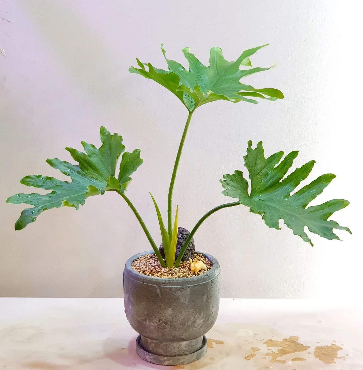 Philodendron Selloum: Plant Care & How to Grow | Plantcarefully