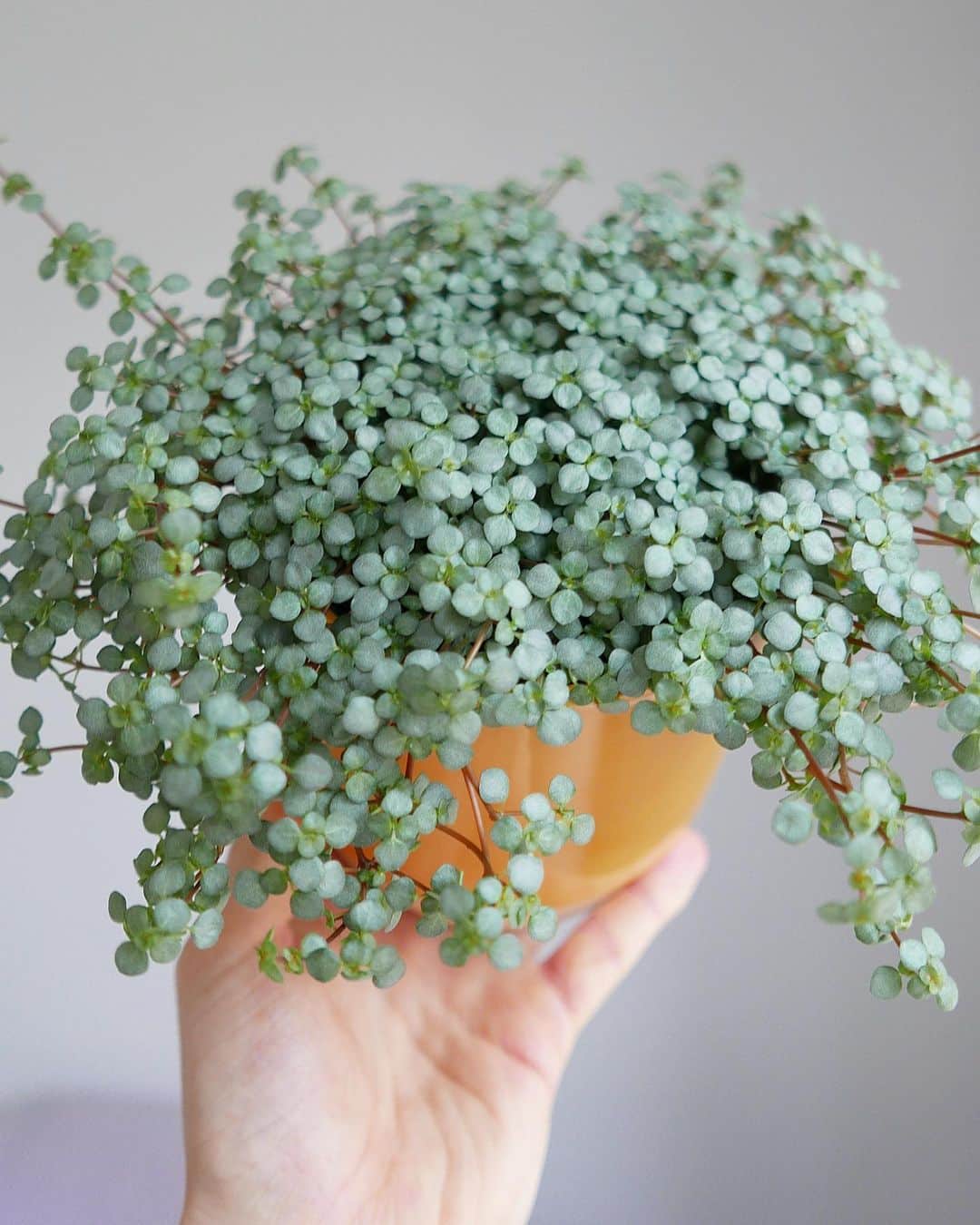 Pilea Glauca 'Aquamarine' Care and Growing Guide | Plantcarefully