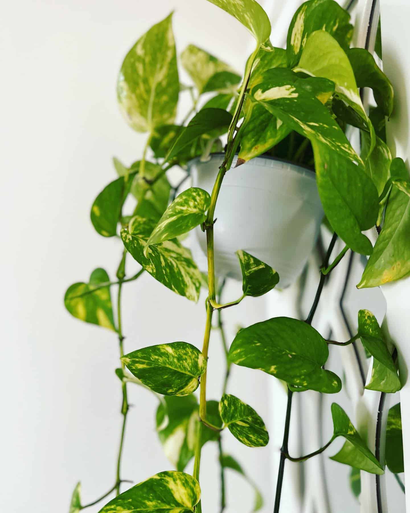 Pothos: Plant Care & How to Grow | Plantcarefully