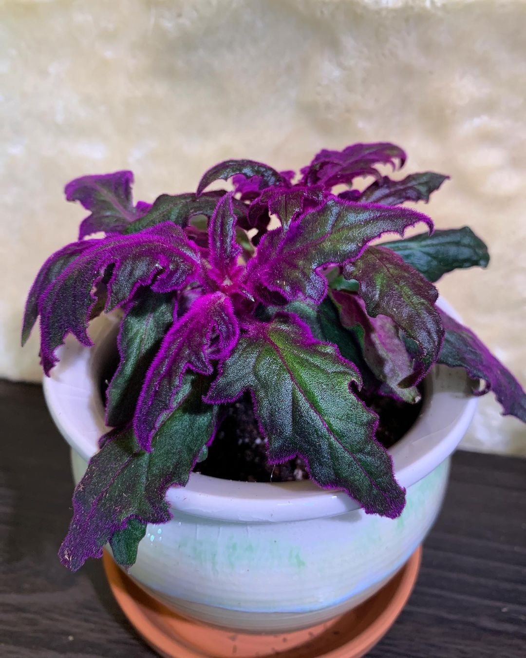 Purple Passion Plant Care and Growing Guide | Plantcarefully