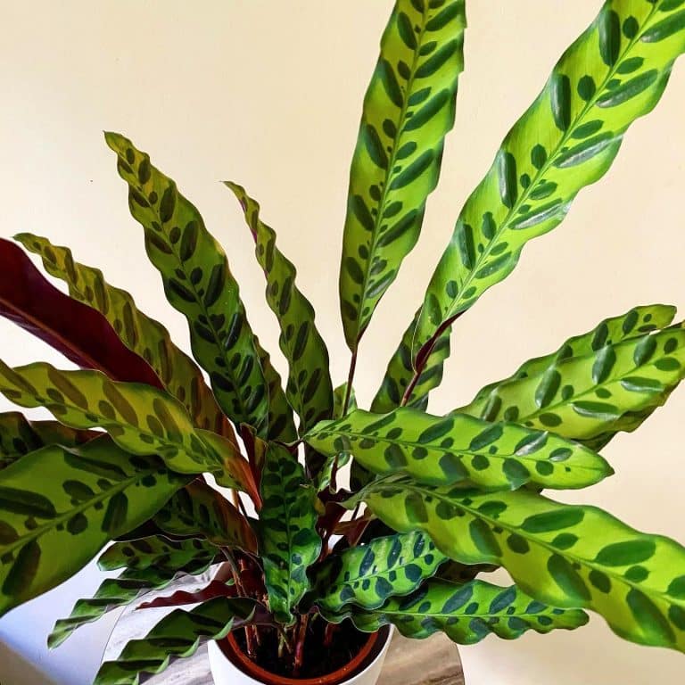 Rattlesnake Plant Care and Growing Guide Plantcarefully