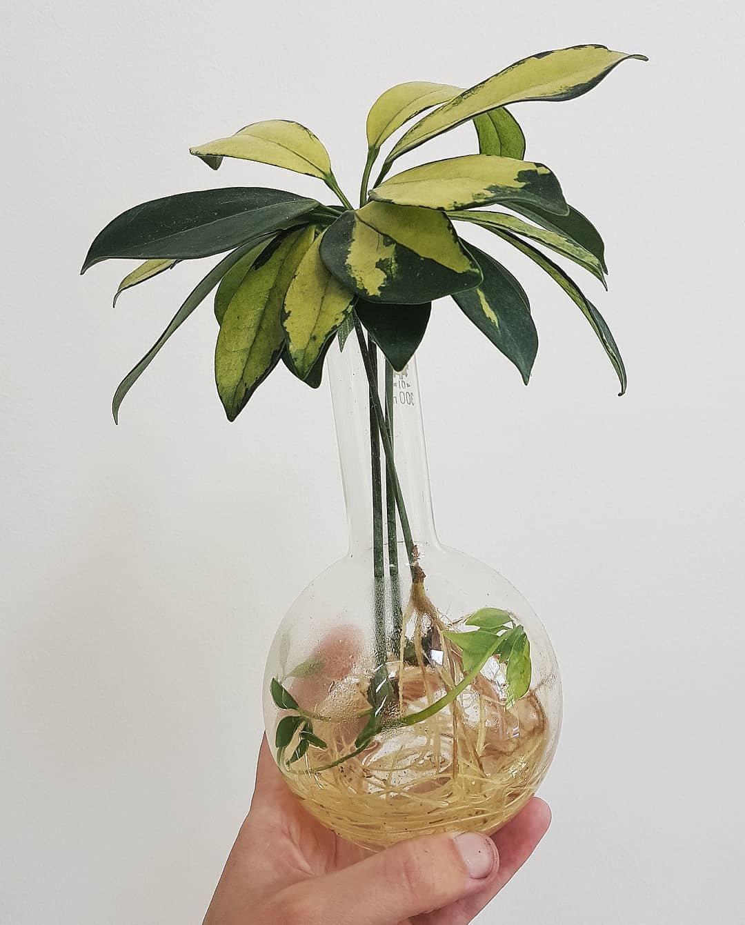 Dwarf Umbrella Tree: Care and Growing Guide | Plantcarefully