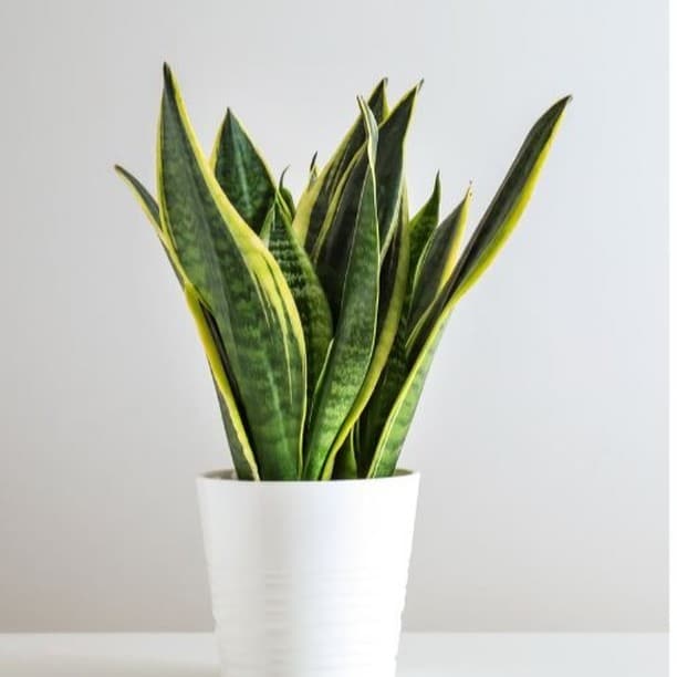 Growing Snake Plants (Dracaena Trifasciata) Indoors | Plantcarefully