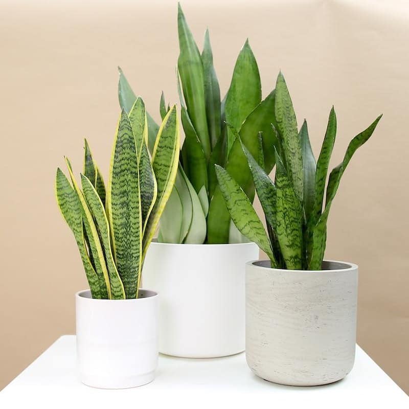 Growing Snake Plants (Dracaena Trifasciata) Indoors | Plantcarefully