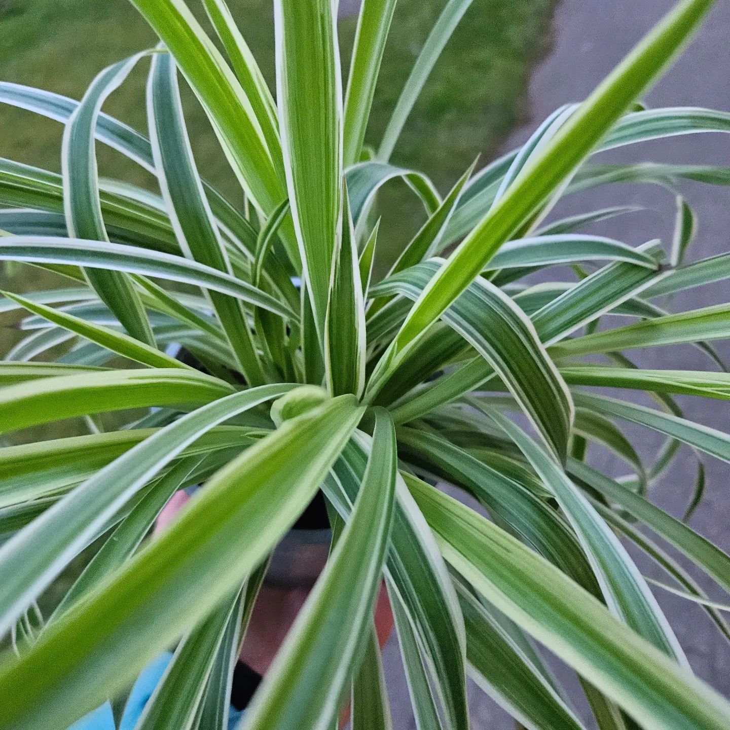 Spider Plants: Care And 11+ Growing Tips 