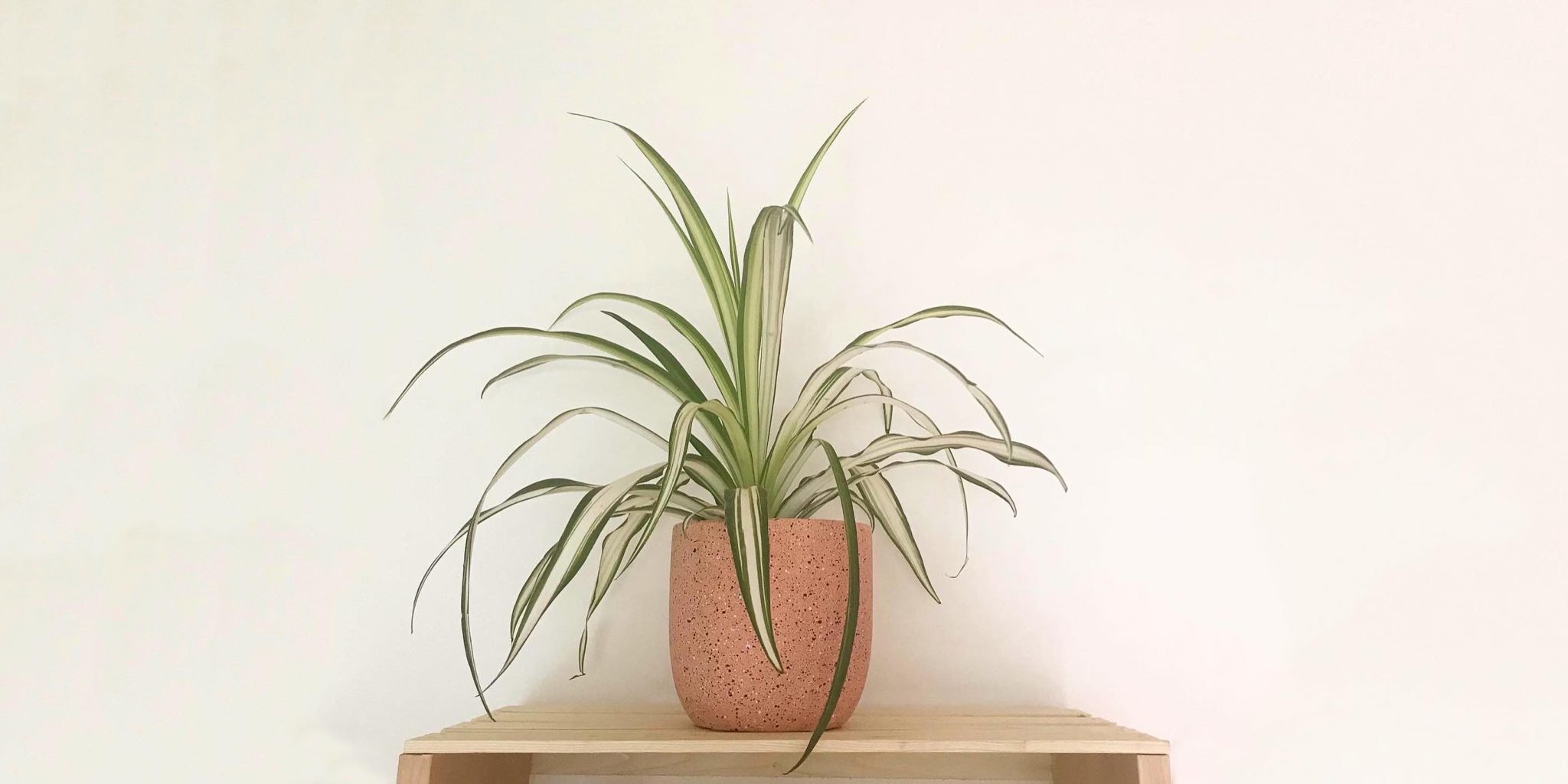 Spider Plants: Care and 11+ Growing Tips | Plantcarefully