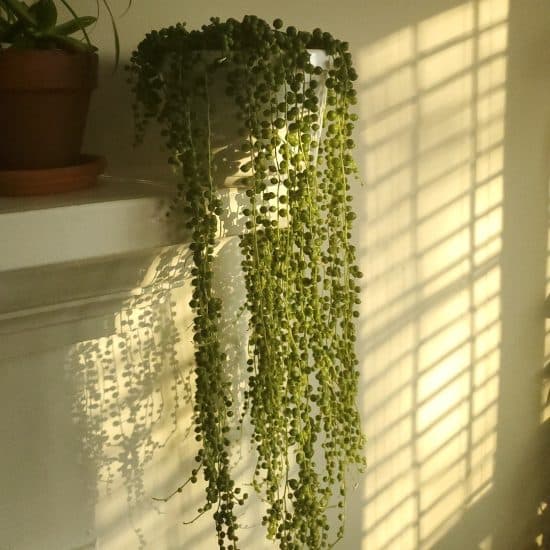 String of Pearls Plant