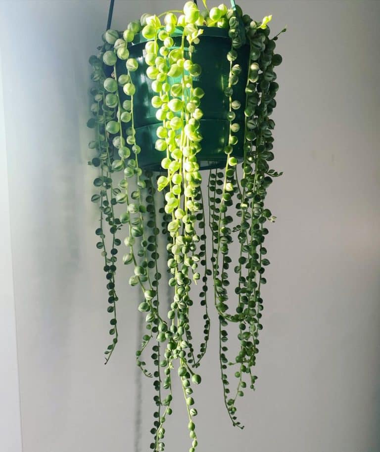 String Of Pearls: Plant Care & Growing Tips! 