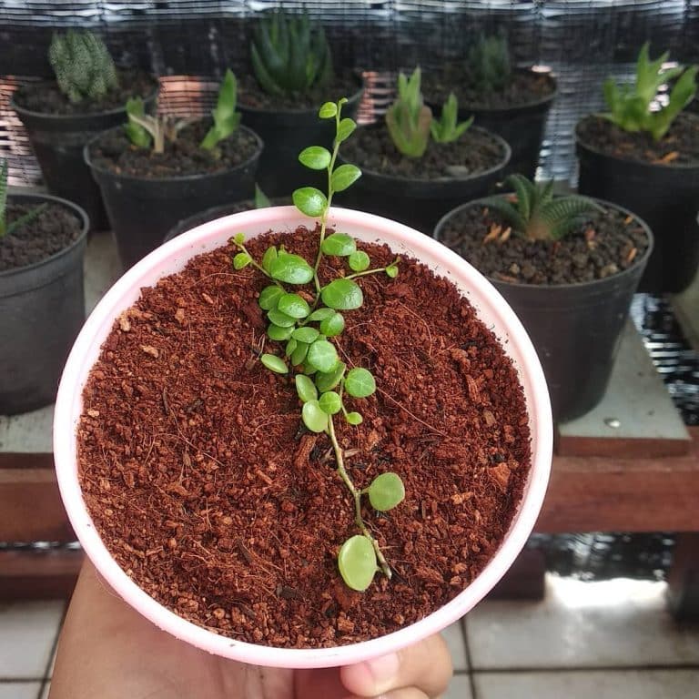 String of Turtles: Care and Propagation | Plantcarefully