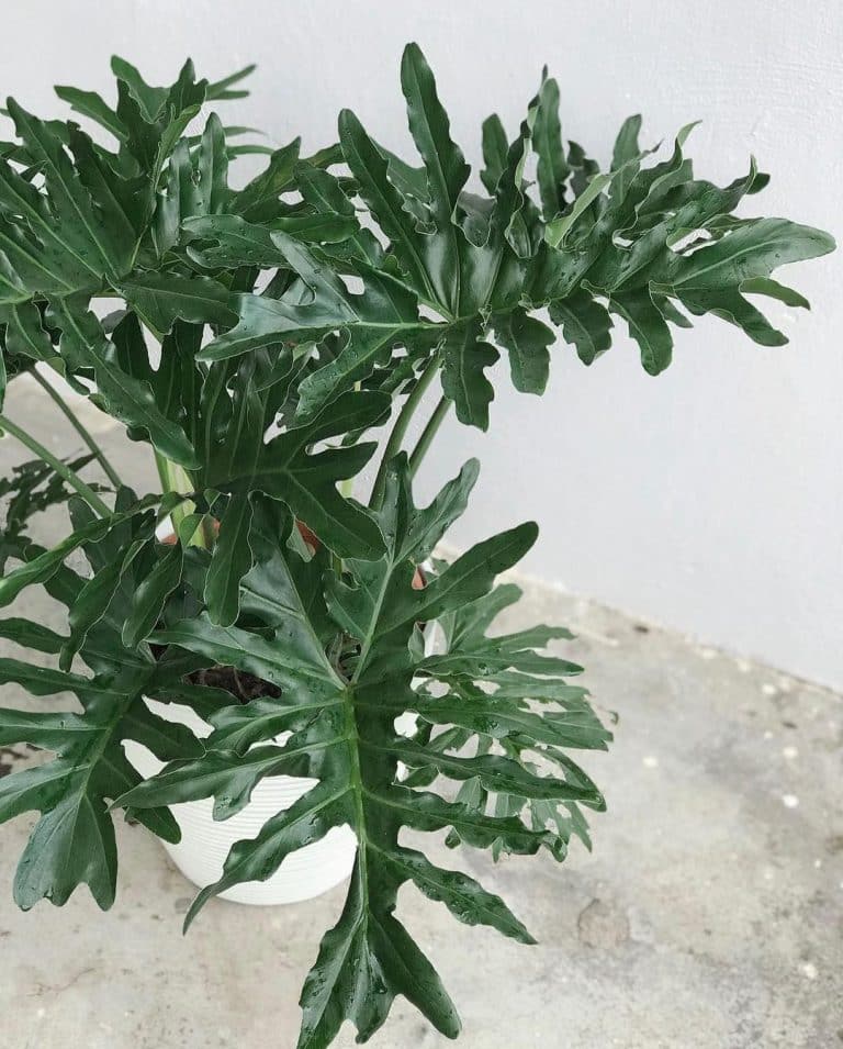 Thaumatophyllum Xanadu Care and Growing Guide | Plantcarefully