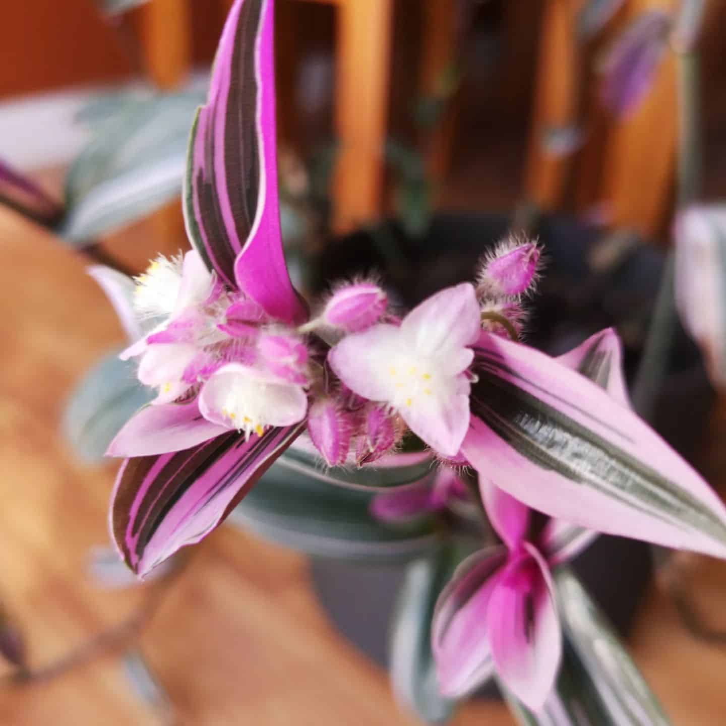 Tradescantia Nanouk: Care And Growing Tips | Plantcarefully