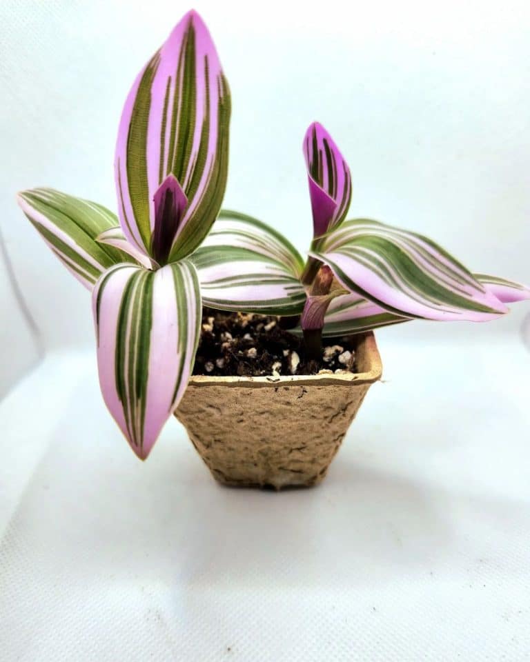 Tradescantia Nanouk: Care and Growing Tips | Plantcarefully