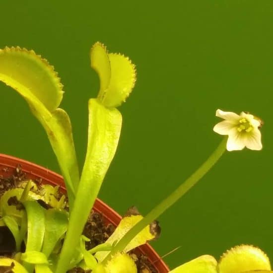 Venus Flytrap Care Tips and Resources - TulsaKids Magazine