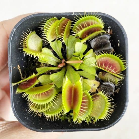 https://www.plantcarefully.com/wp-content/uploads/venus-fly-trap-08-550x550.jpg