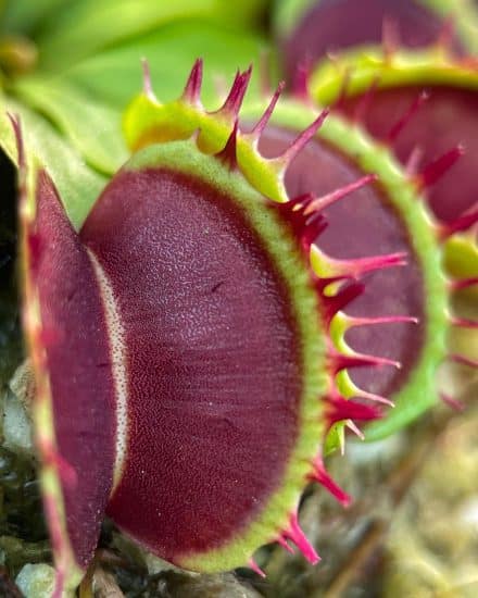 Venus Flytrap Care Tips and Resources - TulsaKids Magazine