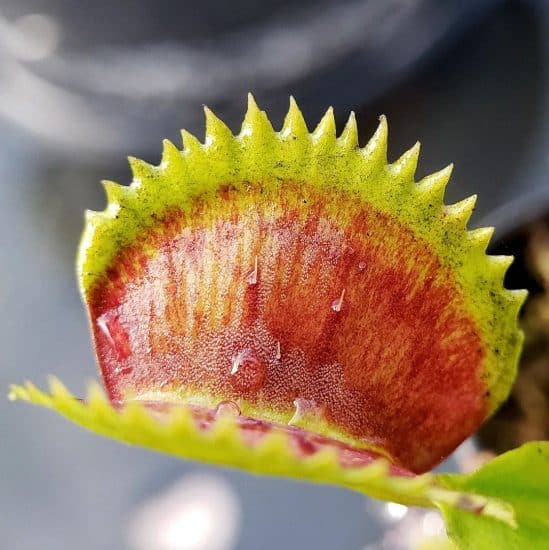 https://www.plantcarefully.com/wp-content/uploads/venus-fly-trap-14-549x550.jpg