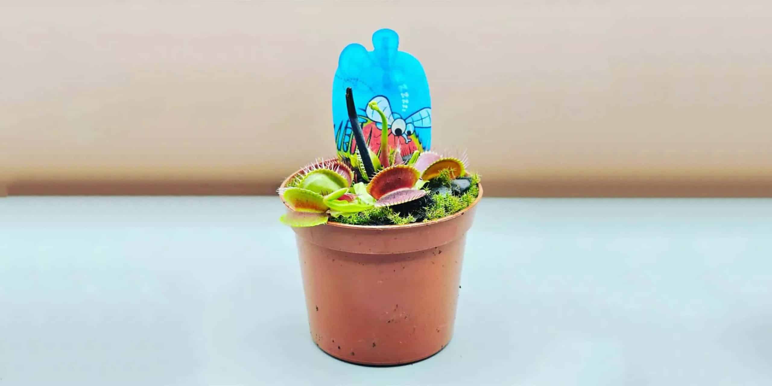 Venus Fly Trap: Ultimate Feeding Guide