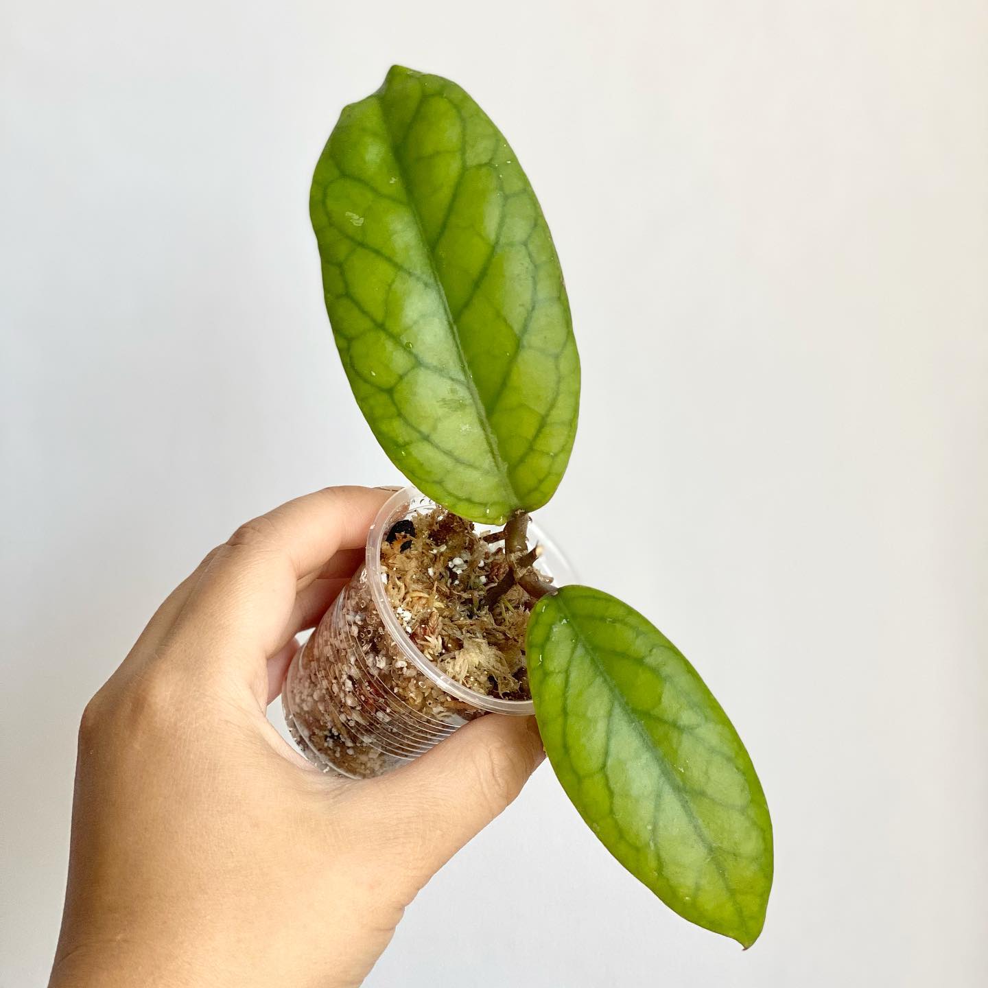 Hoya Carnosa Care: Growing Wax Plants | Plantcarefully